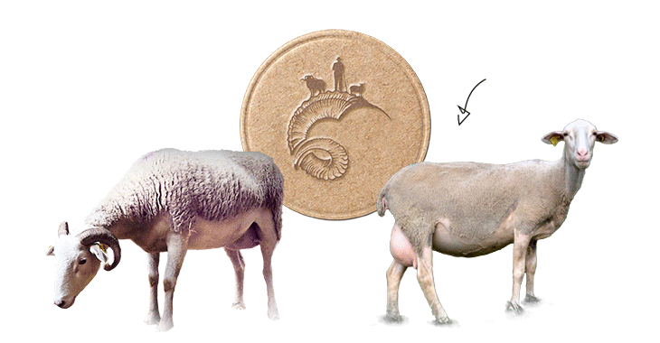 Nombre de brebis de l'élevage du Pichaley